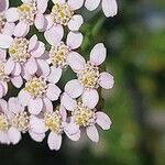 Achillea × roseoalbaFlor