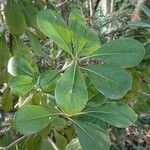 Pittosporum viridiflorum Folla