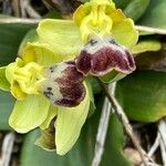 Ophrys fusca ᱵᱟᱦᱟ