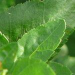 Salvia blepharophylla Leaf