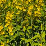 Lysimachia punctataFlower