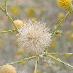 Pulicaria gnaphalodes Fruit