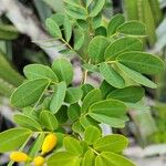 Senna bicapsularis Blatt