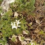 Arenaria aggregata Floare