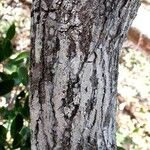 Pittosporum tanianum 樹皮
