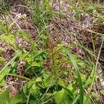 Equisetum pratense Лист