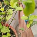 Jasminum auriculatum Leaf