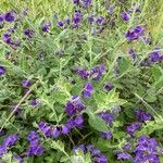 Solanum umbelliferum Habitus