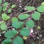 Symphoricarpos orbiculatus Blad