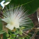 Barringtonia asiatica Flor