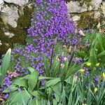 Aubrieta deltoidea Flor