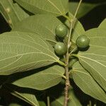 Celtis caudata Blad