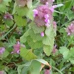 Lamium purpureum Хабит