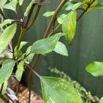 Salvia splendens Lapas