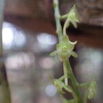 Rhipidoglossum longicalcar Flor