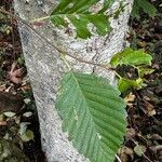 Alnus rubra Leaf