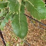 Quercus ithaburensis Leaf