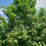 Catalpa ovata Habitatea