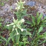 Silene noctiflora Kvet