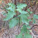 Cistus populifolius Likasa