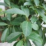 Ficus septica Foglia