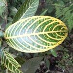 Sanchezia oblonga Leaf