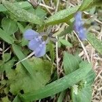 Lindernia dubia Flower