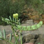 Hippocrepis ciliata Leaf