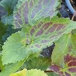 Campanula punctata Leaf