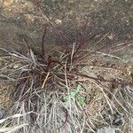 Microchloa kunthii Blatt