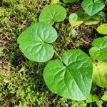 Asarum caudatum Yaprak