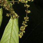 Bertiera bracteosa Fruit