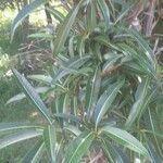 Tabernaemontana persicariifolia Leaf