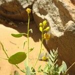 Senna alexandrina Flower