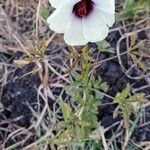 Hibiscus cannabinusFlor