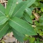 Asclepias purpurascens Leaf