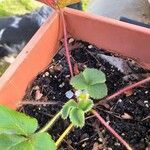 Fragaria virginiana Fruit