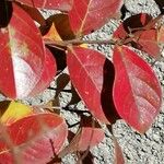 Lagerstroemia indicaFulla