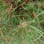 Pinus sylvestris পাতা