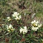 Rhododendron aureum Flower