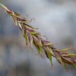 Carex ferruginea Fruit