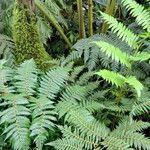 Cyathea microdonta Leaf