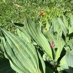 Tephroseris integrifolia Leaf