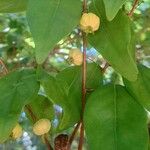 Eugenia uniflora Likasa