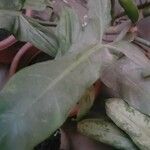 Philodendron bipennifolium Blatt