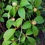 Stewartia pseudocamellia Folla