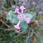 Clinopodium vulgareBlüte