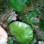 Adiantum reniforme Лист