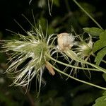 Clematis lasiantha Fruto