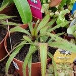 Drosera adelae Hábito